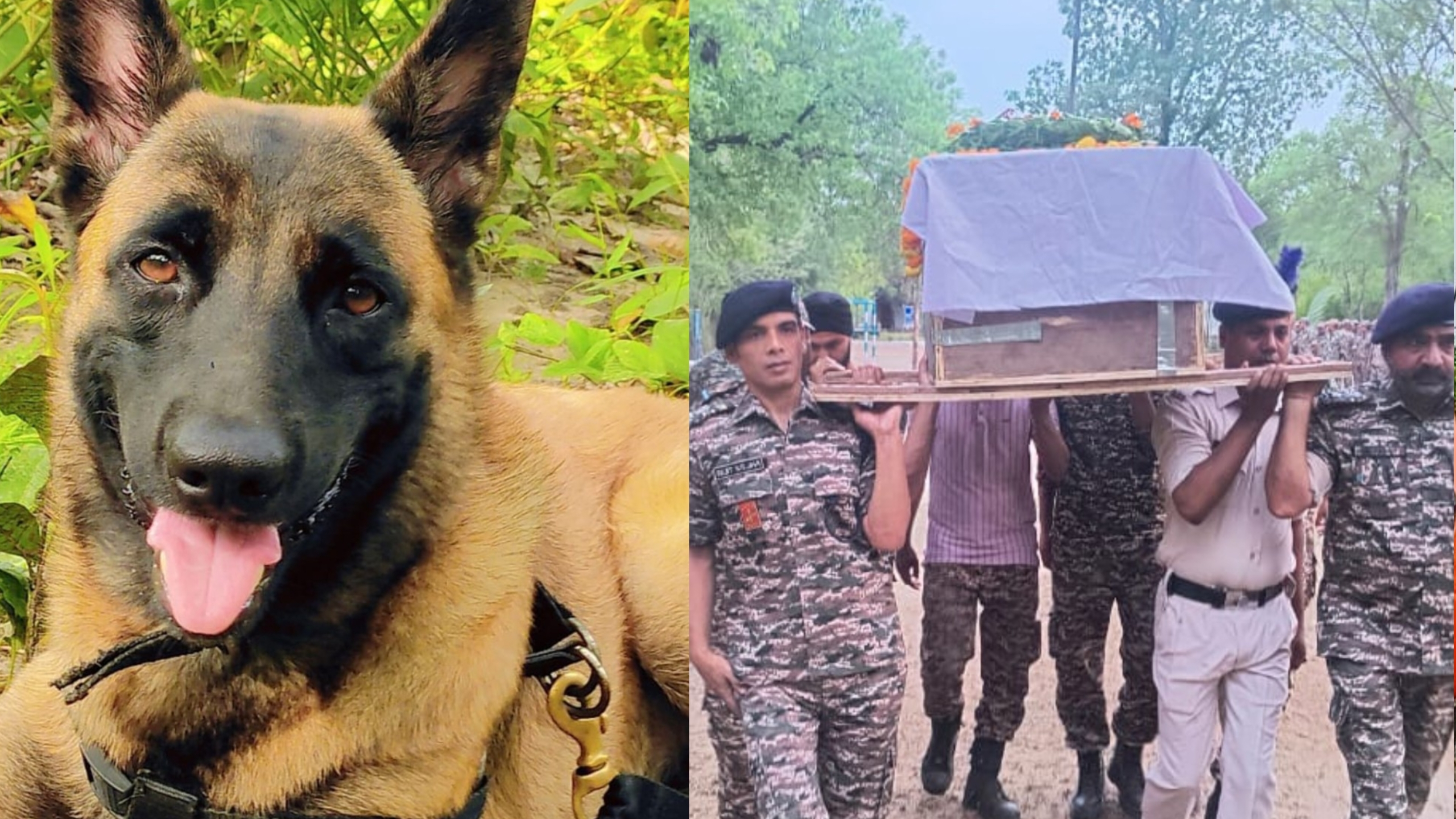 କେ-୯ ରୋଲୋକୁ ଶେଷ ବିଦାୟ ଦେଲେ ୨୨୮ ବାଟାଲିୟନର ଯବାନ