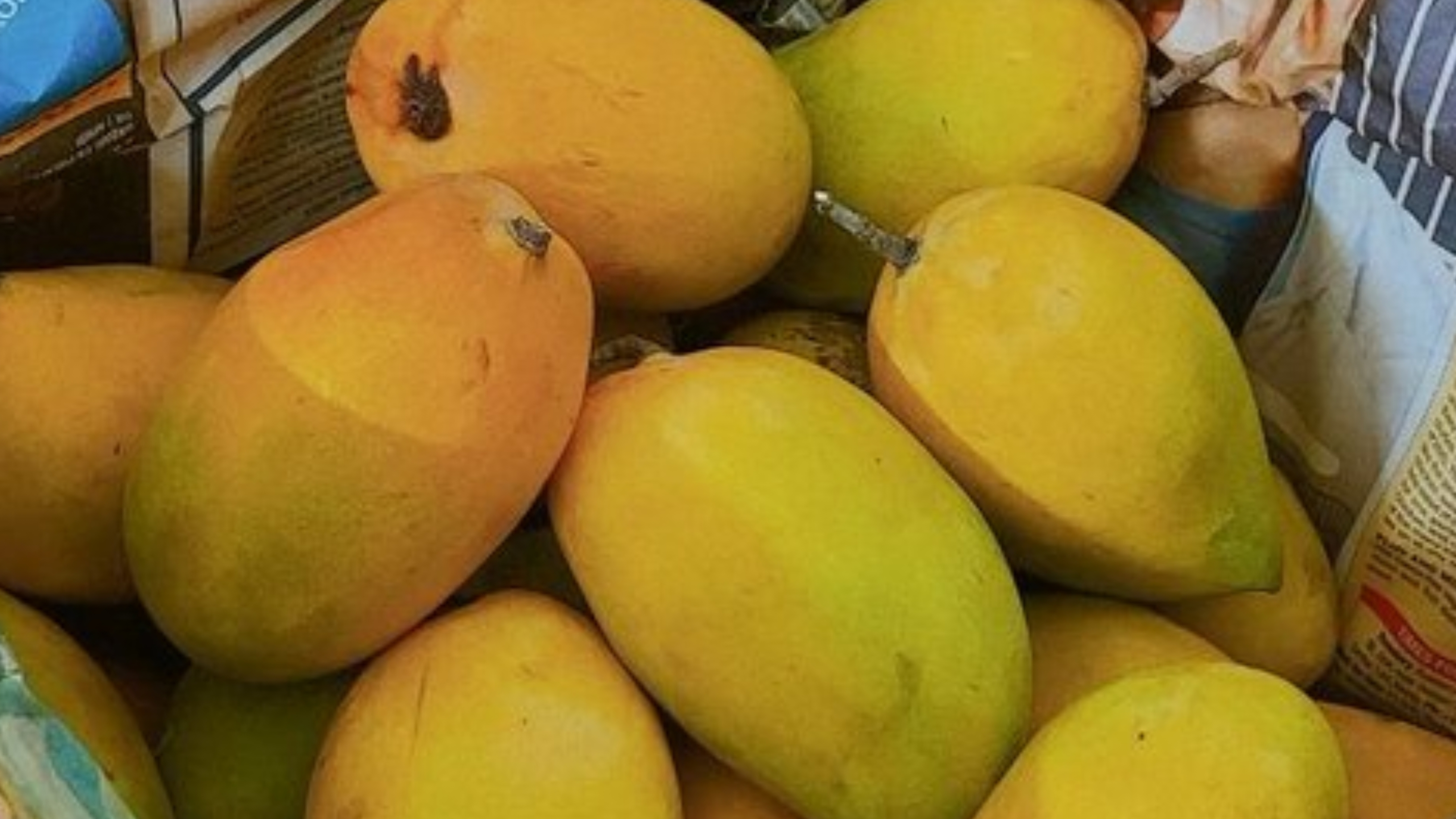 ଦିଲ୍ଲୀ ଗଲା ୧୫ କୁଇଣ୍ଟାଲ ଢେଙ୍କାନାଳ ଆମ୍ବ